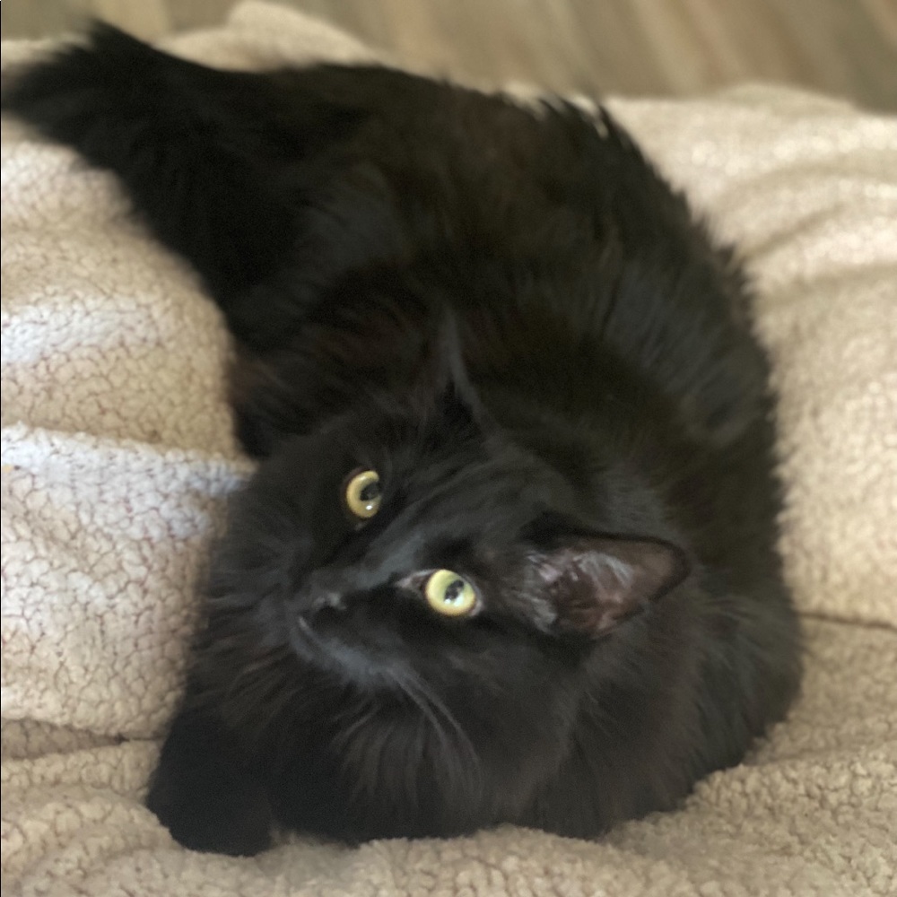 Meet your Posher, Paula